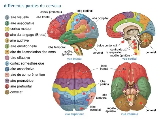Les aires du cerveau présentées par votre Psychologue - Caen - Axone Thérapies