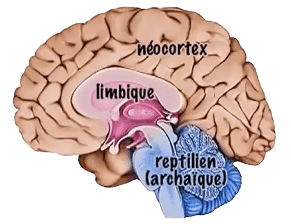 Cerveau triunique - Axone Thérapies - Frédéric HEBERT