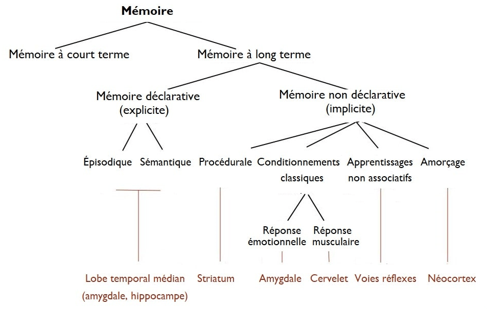 Les différents types de mémoires